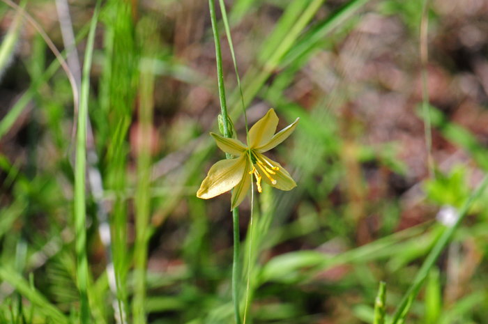 Torrey's Craglily has small but showy orange-yellow lily-type flowers. These Lilies bloom from May to October and from July to September in Texas. They are sometimes encountered in high desert transition areas. Echeandia flavescens Torrey's Craglily has small but showy orange-yellow lily-type flowers. These Lilies bloom from May to October and from July to September in Texas. They are sometimes encountered in high desert transition areas. Echeandia flavescens